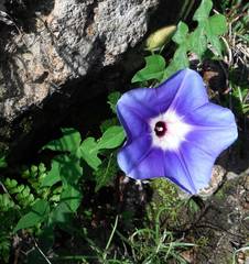 Ipomoea laeta