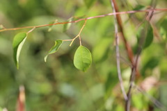 Maprounea guianensis (Maprounea)