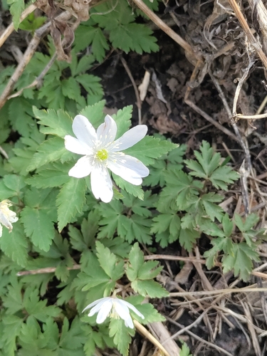 Anemone altaica, photograph 1