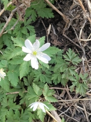 Павел, CC BY, iNaturalist via GBIF Anemone altaica, photograph Павел, CC BY, iNaturalist via GBIF