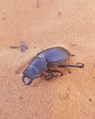 Lucanus mazama