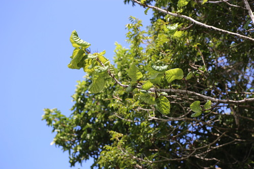 Coccoloba latifolia, photograph 4