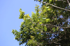 Coccoloba latifolia, photograph (c) Guillaume Delaitre, some rights reserved (CC BY)