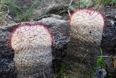 Mammillaria jaliscana jaliscana