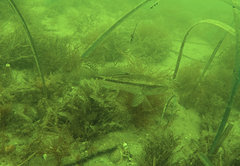 Centropristis striata