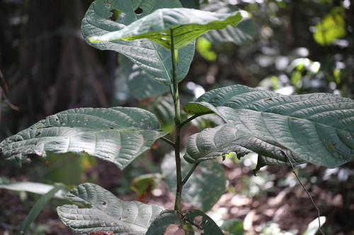 Coccoloba latifolia, photograph 2