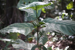 Coccoloba latifolia, photograph (c) Guillaume Delaitre, some rights reserved (CC BY)