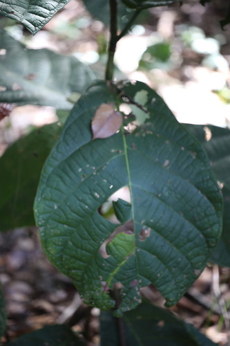 Coccoloba latifolia, photograph 3