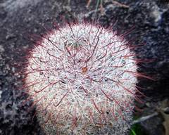 Mammillaria jaliscana jaliscana