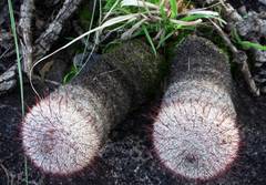 Mammillaria jaliscana jaliscana