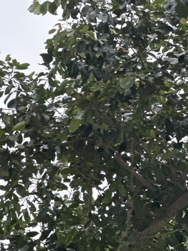 Ormosia pinnata observed 2025-04-26
