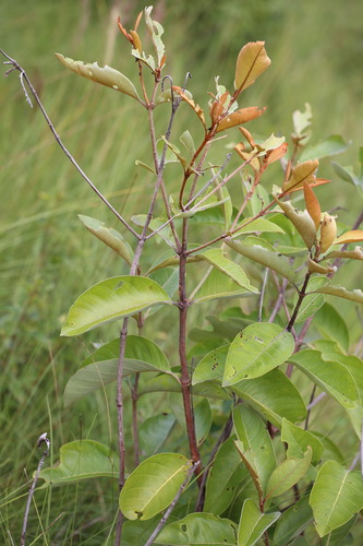 Image of Byrsonima crassifolia by (c) Guillaume Delaitre, some rights reserved (CC BY)