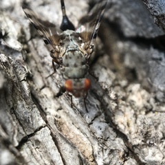 Pseudotephritis approximata