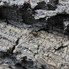Pseudotephritis approximata