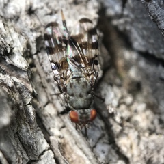 Pseudotephritis approximata