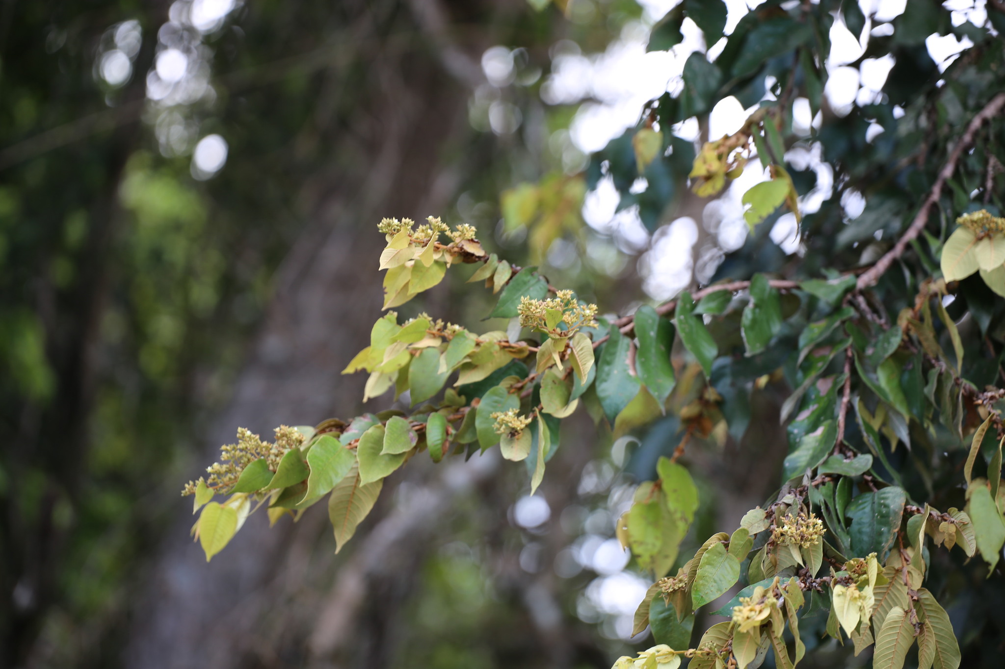 Parinari campestris
