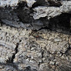 Pseudotephritis approximata