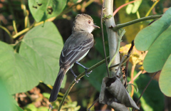Myiarchus ferox