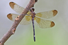Macrothemis inequiunguis