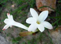 Polianthes longiflora