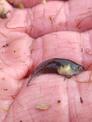 Austrolebias bellottii