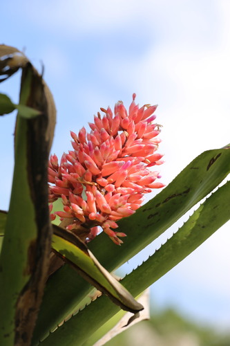 Aechmea melinonii, photograph 3