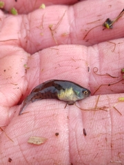 Austrolebias bellottii