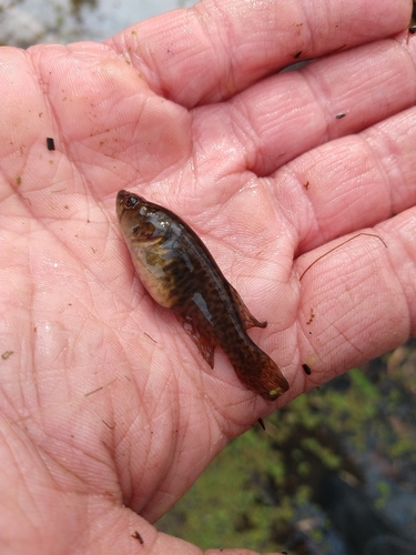 Elongate pearlfish (Austrolebias elongatus) — Rivulidae — 3