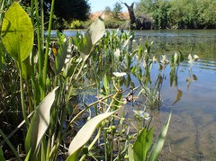 Sagittaria sanfordii