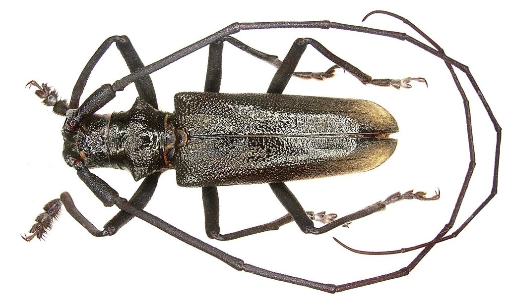 sawyer beetles (First State NHP Insects and Spiders) · iNaturalist