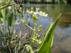 Sagittaria sanfordii