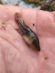 Austrolebias elongatus