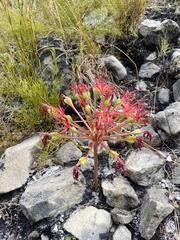 Brunsvigia marginata