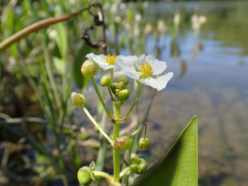 Image of Sagittaria sanfordii by no rights reserved