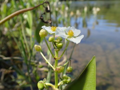 Sagittaria sanfordii
