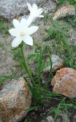 Polianthes longiflora