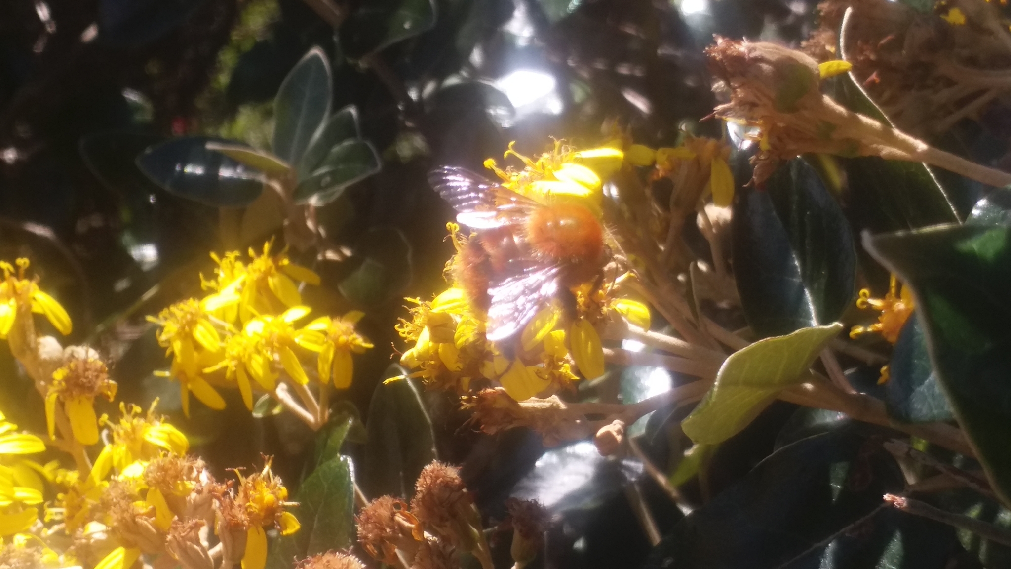 Bombus image