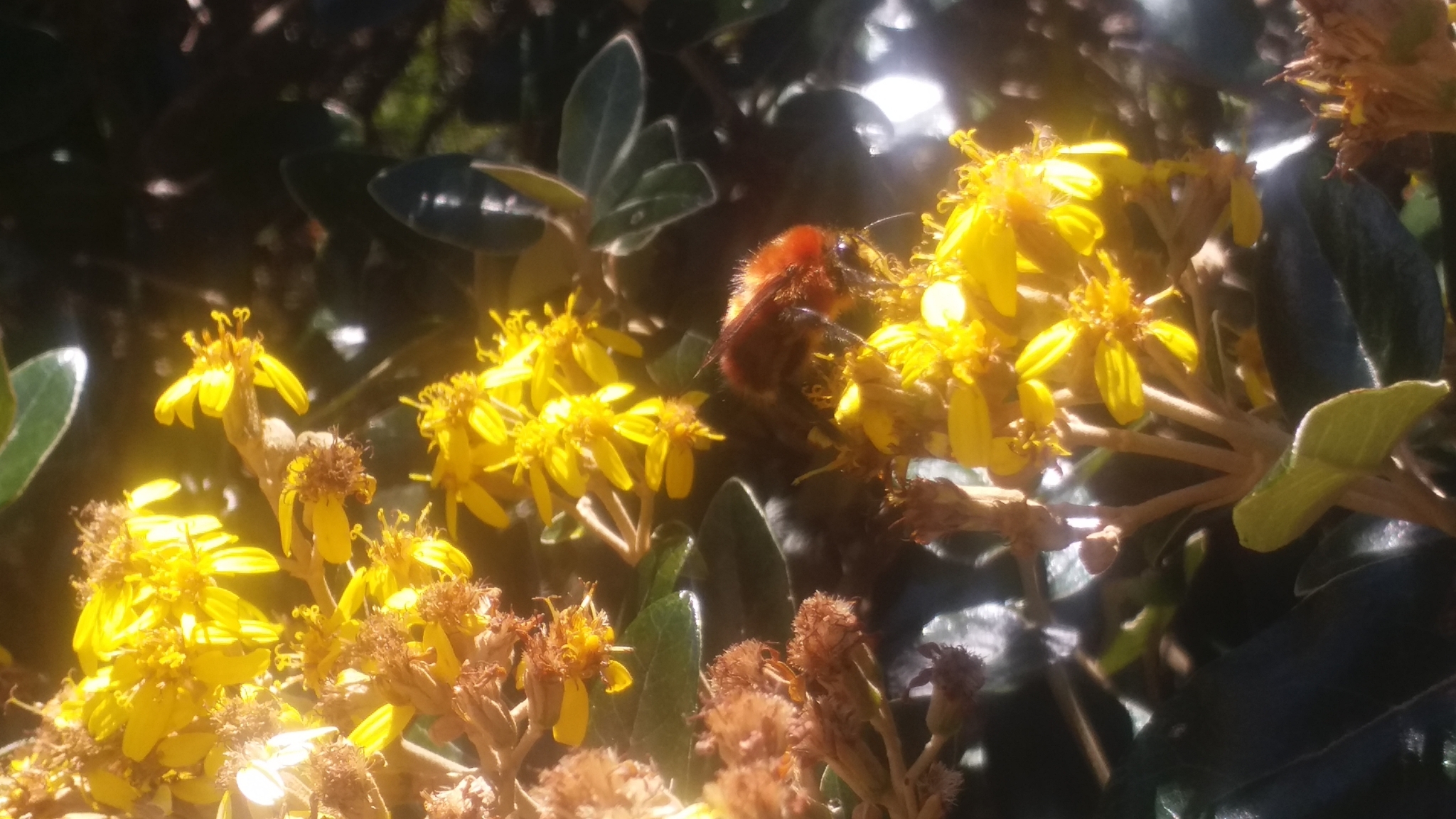 Bombus rubicundus image