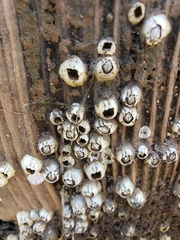 Amphibalanus eburneus