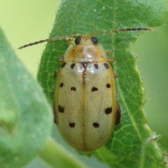 Walterianella durangoensis