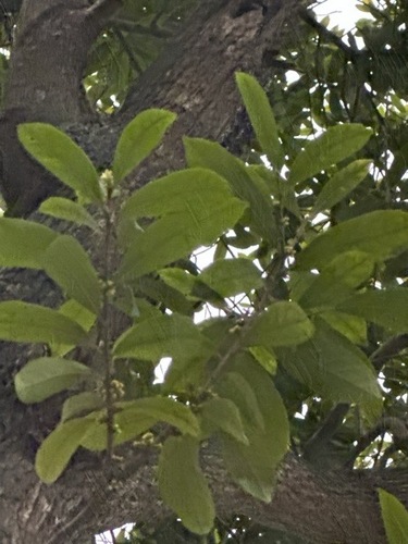 Aporosa frutescens observed 2025-04-26