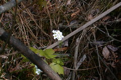Cardamine dentata