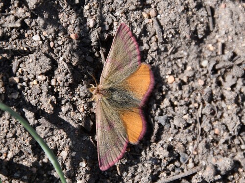 Purple-barred Yellow, район Алихана Бокейханова, 100000 Караганда, Казахстан, photo 5 of 10