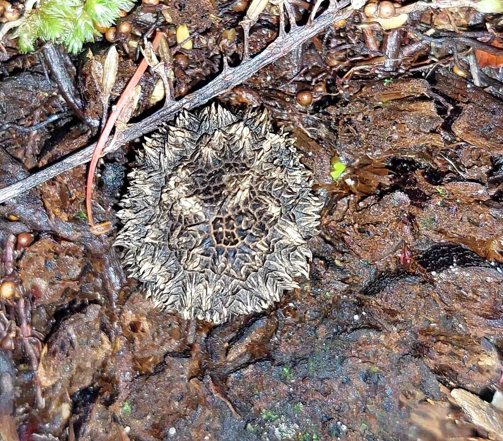 Lycoperdon compactum · April 2025 · photo: © catchwords (iNaturalist, cc-by)