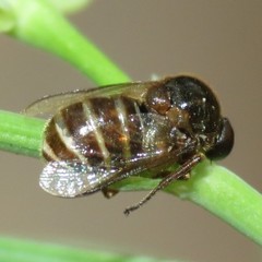 Acroceridae