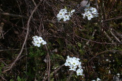 Cardamine dentata