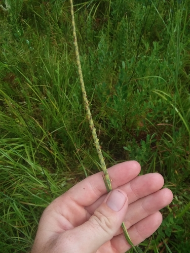 checkered jointtail grass (Coelorachis tessellata)