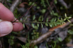 Cardamine dentata