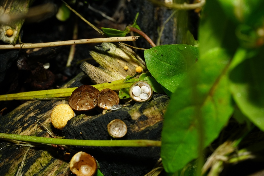 Crucibulum simile · April 2025 · photo: © hanwen-zhang (iNaturalist, cc0)