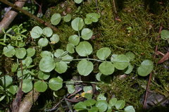 Cardamine dentata